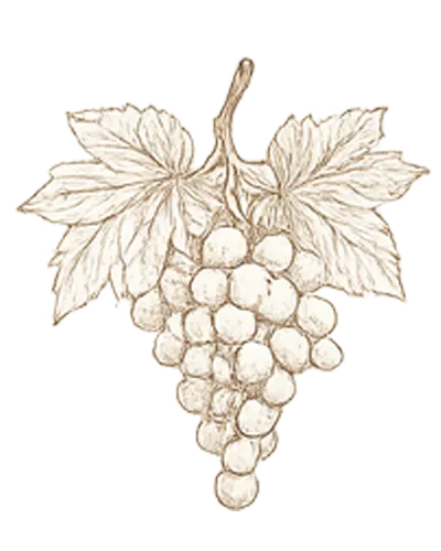 llustrations-grappe-raisin